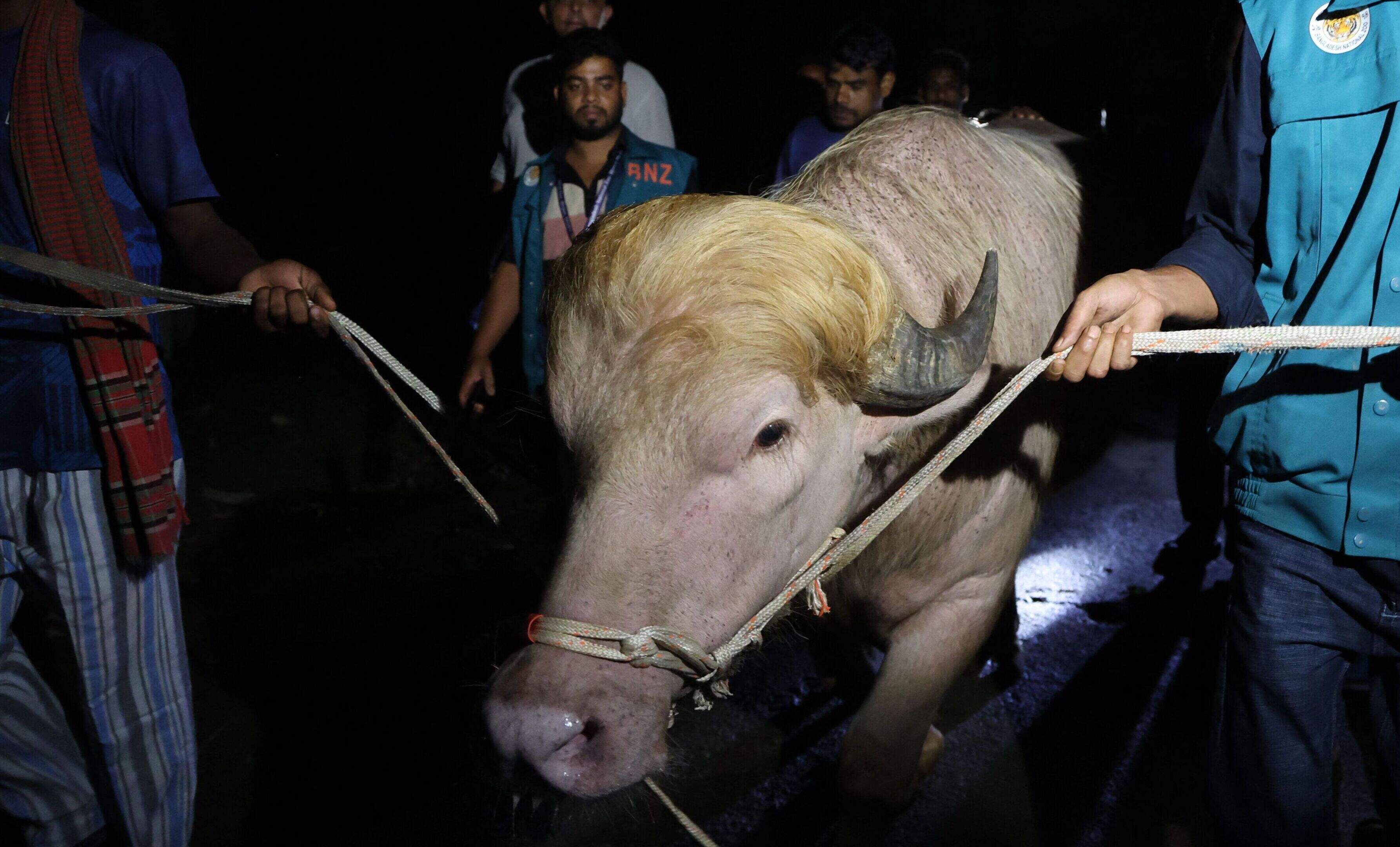 ‘Donald Trump’-buffel gered: overheid van Bangladesh voorkomt rituele slachting