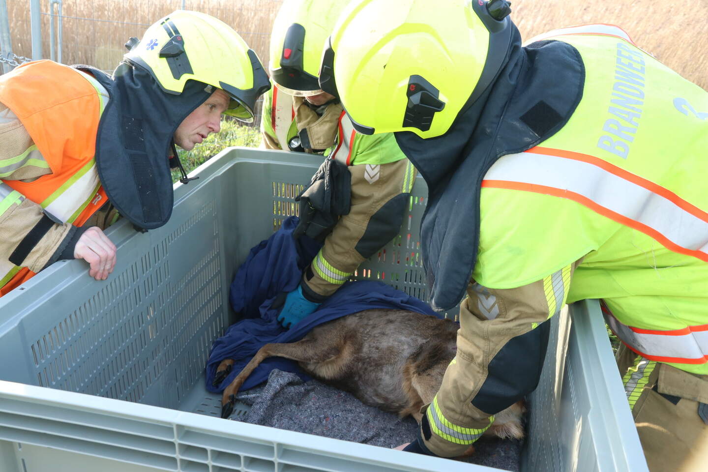 Brandweer bevrijdt ree uit tuinpoort in Waasmunster | GVA