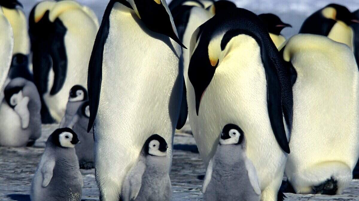 Keizerspinguïns zijn door opwarming van de aarde met uitsterven ...