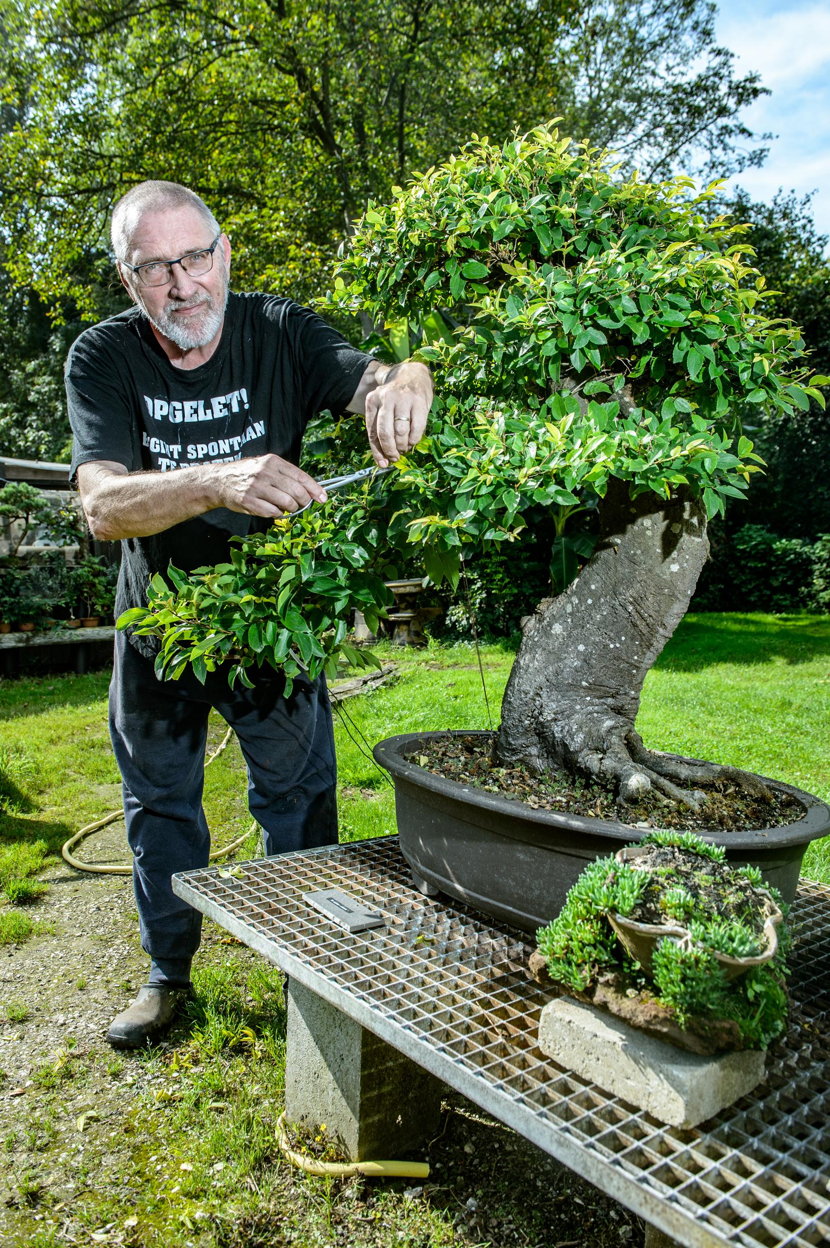 De Bonsai, een hobby en kunstvorm die nog amper groeit | Nieuwsblad