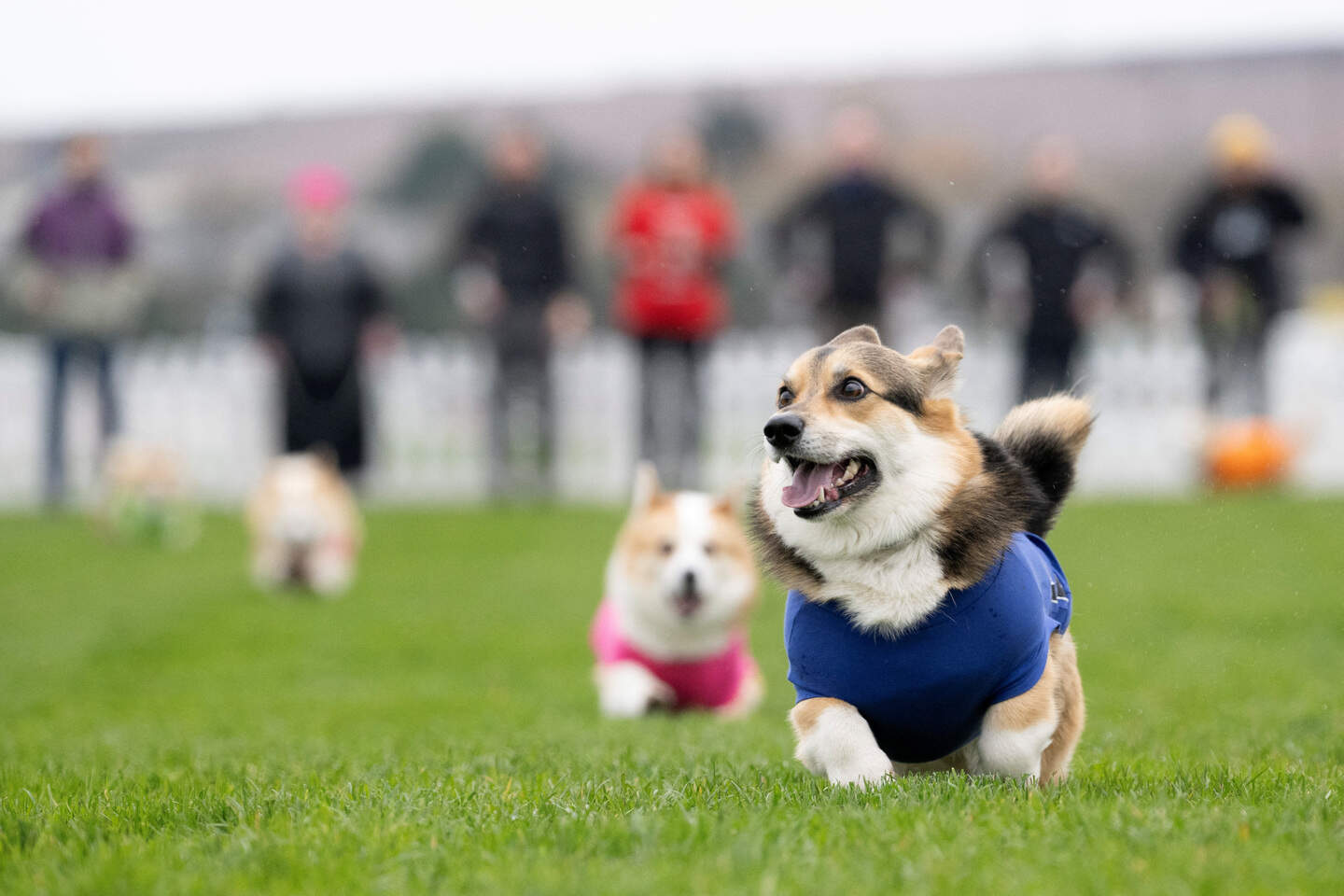 Corgi’s nemen het tegen elkaar op in schattige race in Schotland ...