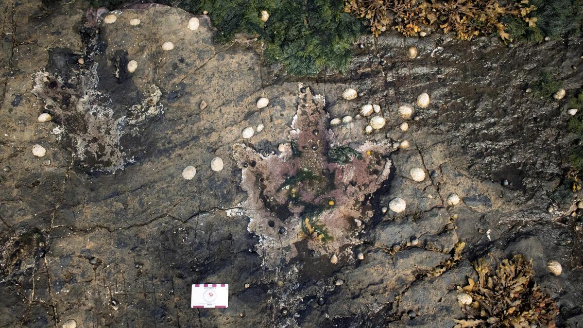 Nieuwe voetafdrukken op Schots eiland tonen hoe vleesetende ...