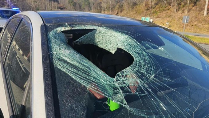 アメリカの高速道路でハクトウワシがフロントガラス越しに猫を落とす 女性（28）ショック