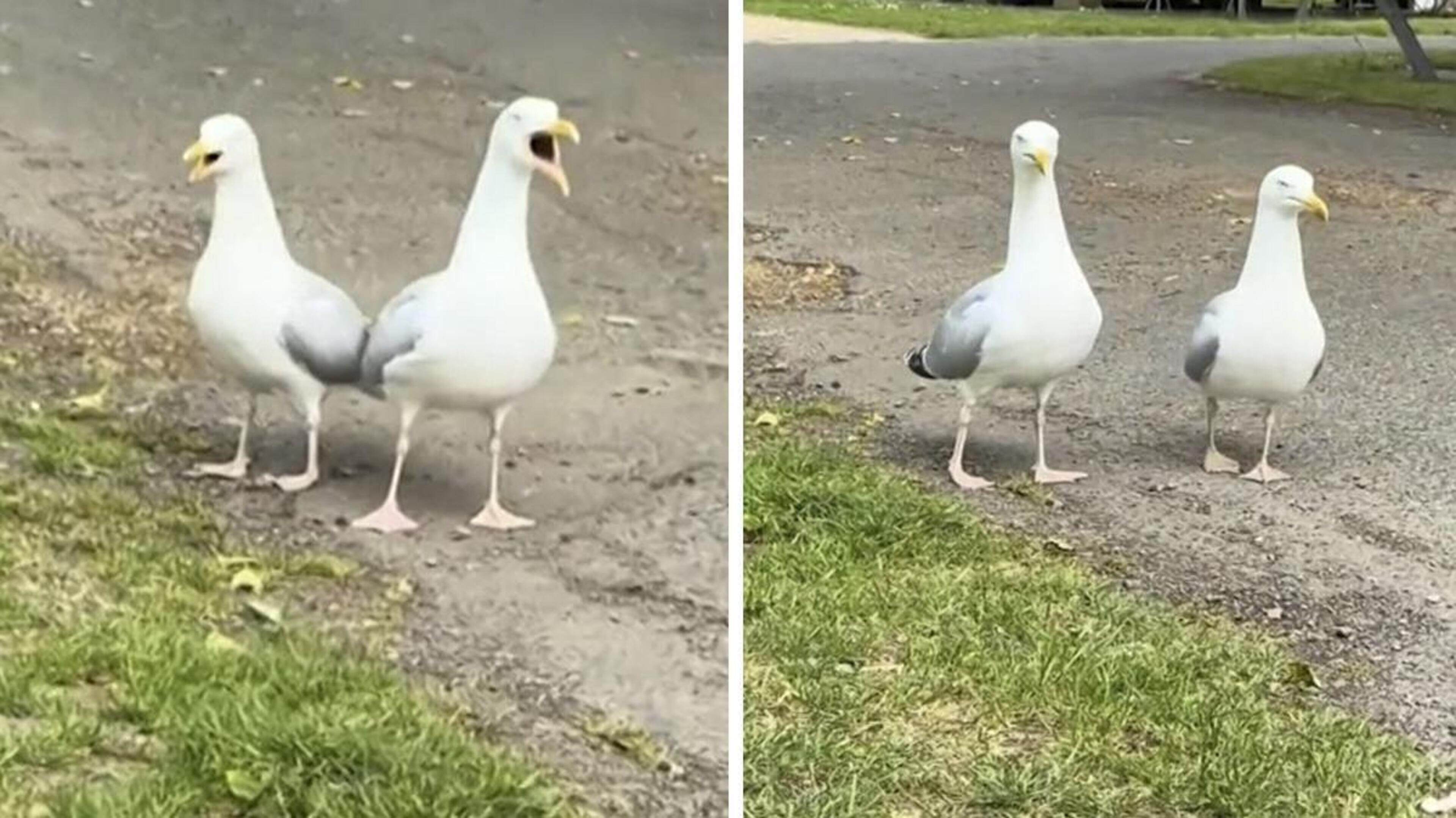 Laura (37) verbaasd wanneer ze meeuwen hoort miauwen: “Waarom klinken jullie als katten?”