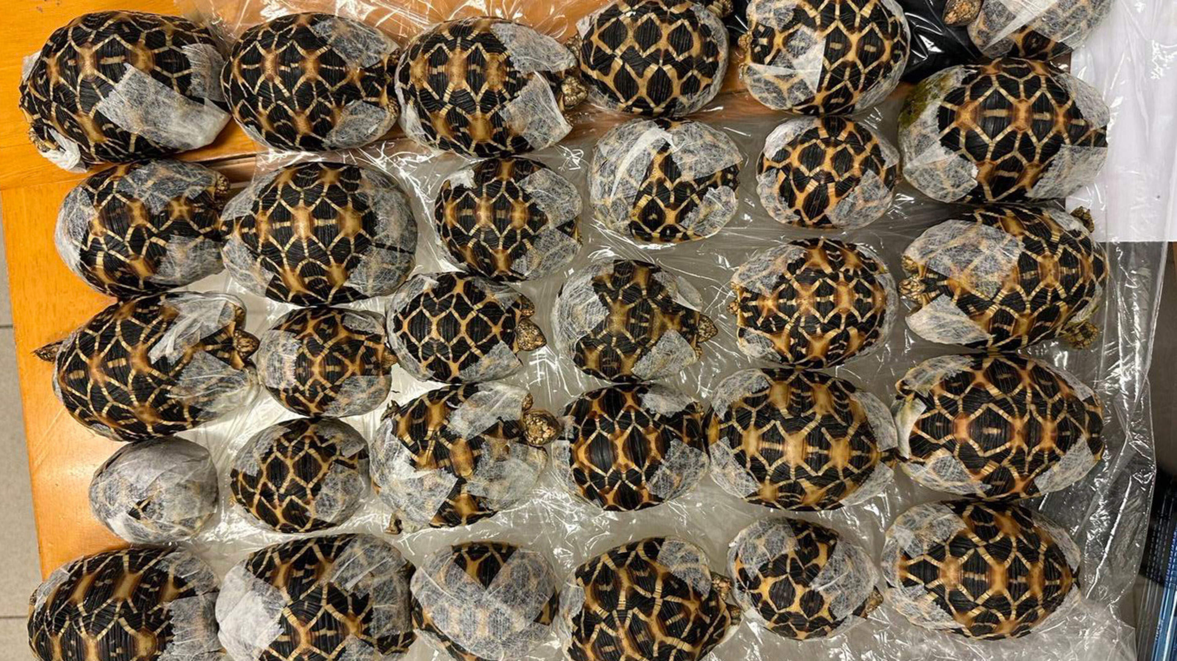 Vrouw (19) betrapt met dertig schildpadden op lichaam geplakt op luchthaven Bangkok