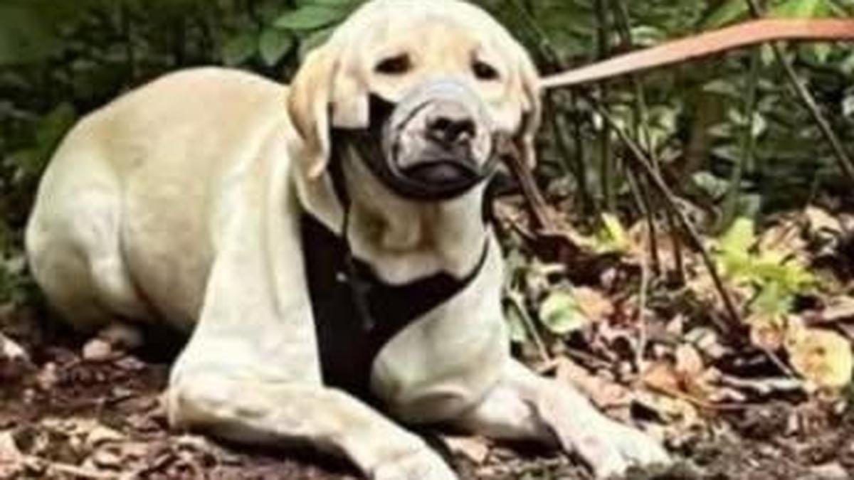Asiel geeft update over gezondheid achtergelaten labrador Haribo, politie: "Kregen nuttige nieuwe info over dader"