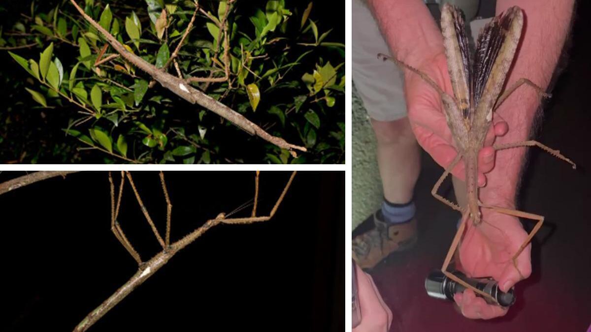 Nieuwe soort wandelende tak is mogelijk zwaarste insect dat ooit al ...