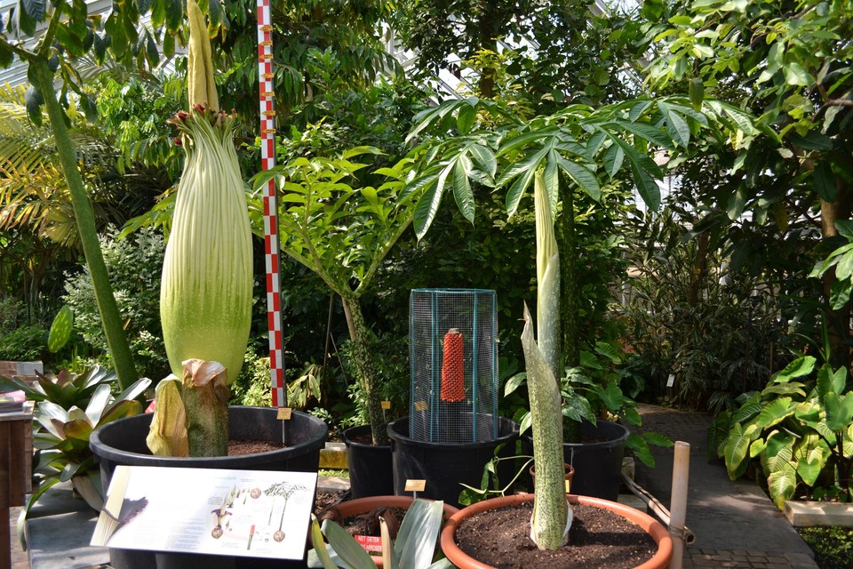 De reuzenaronskelk, de grootste bloem ter wereld, staat in bloei in  Plantentuin van Meise | Nieuwsblad
