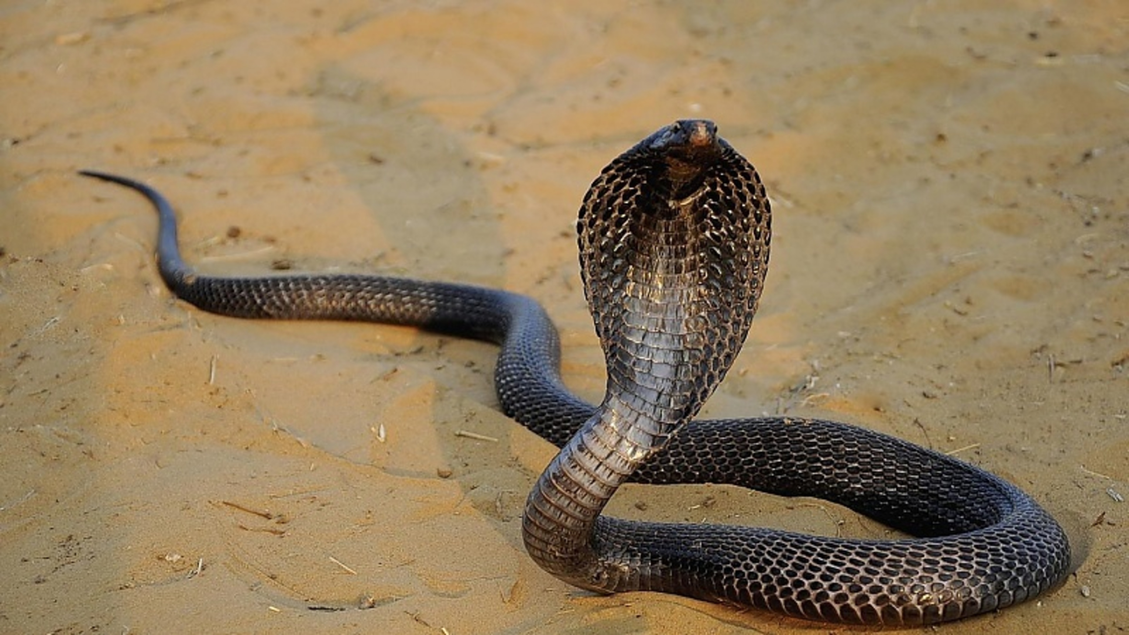 Duitse toerist (57) sterft na cobra-beet tijdens slangenact in Egyptische Hurghada