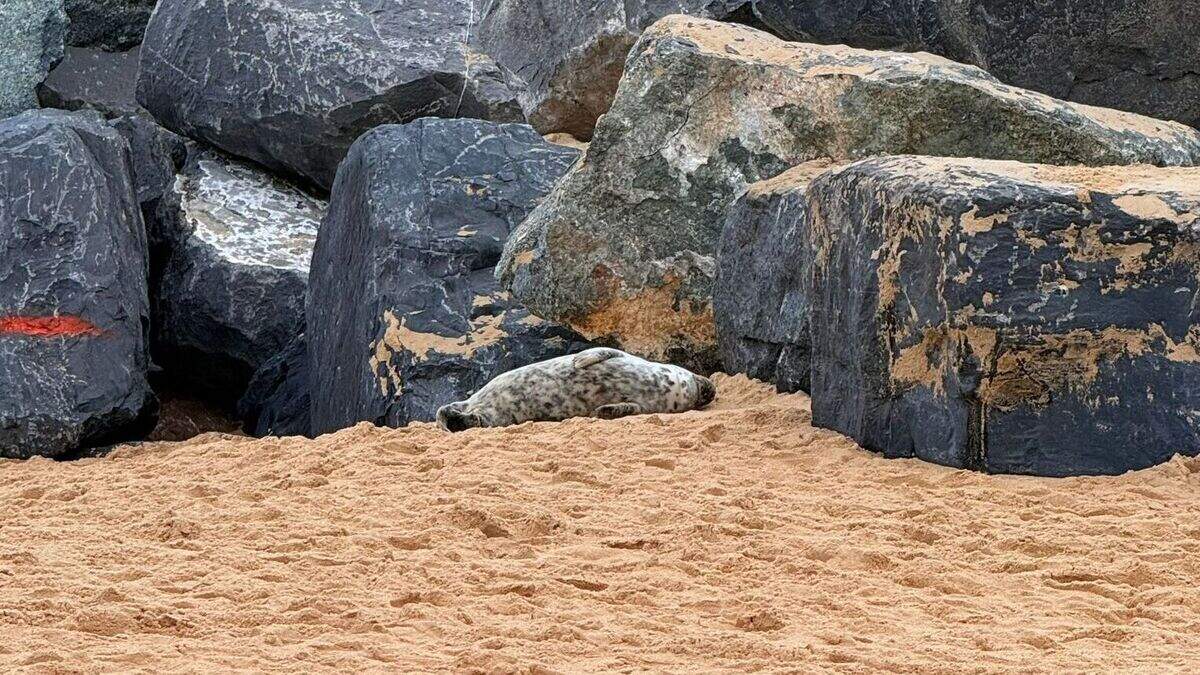 Babyzeehondje rust uit op Klein Strand: “Lijkt ziek, maar we houden het ...
