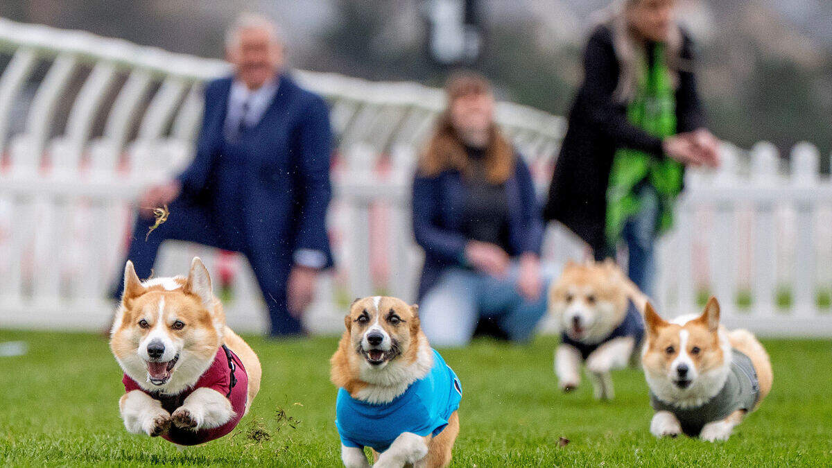 Corgi’s nemen het tegen elkaar op in schattige race in Schotland ...