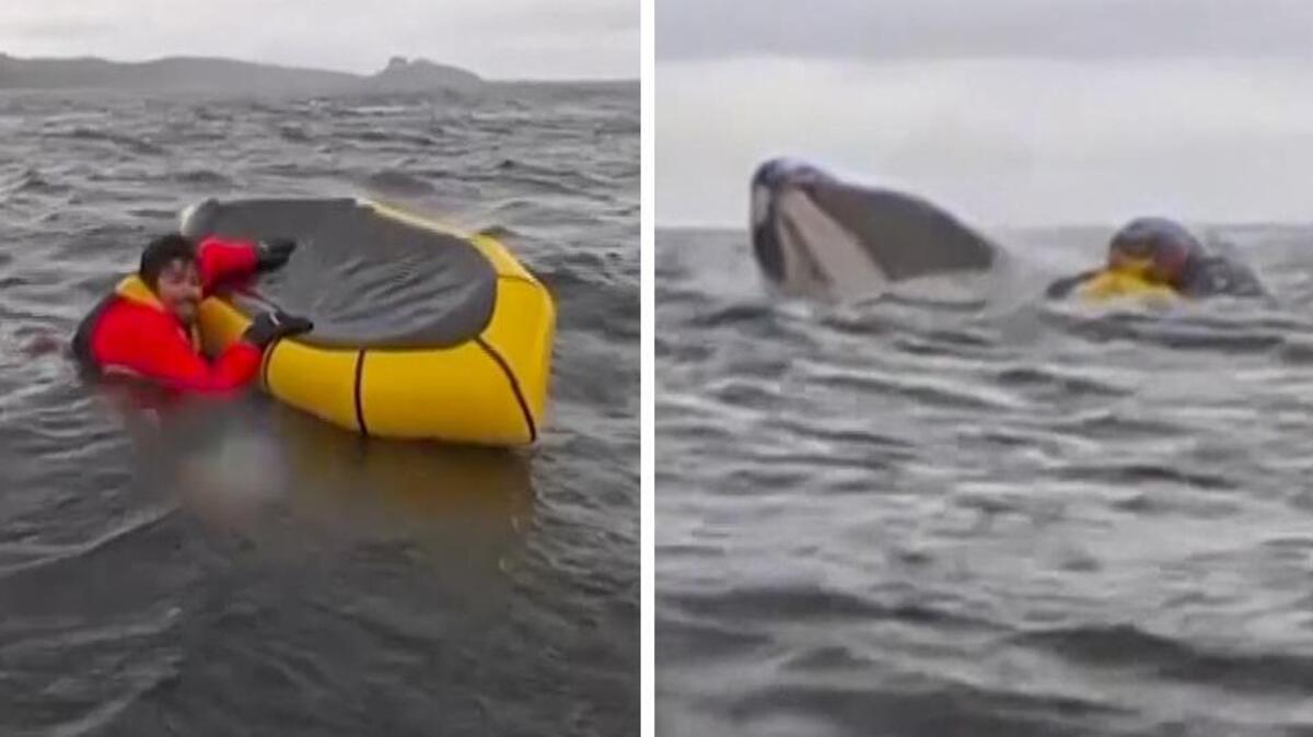 「突然、私は私の顔にぬるぬるしたテクスチャーを感じました」：男はクジラが飲み込んだ瞬間について証言します