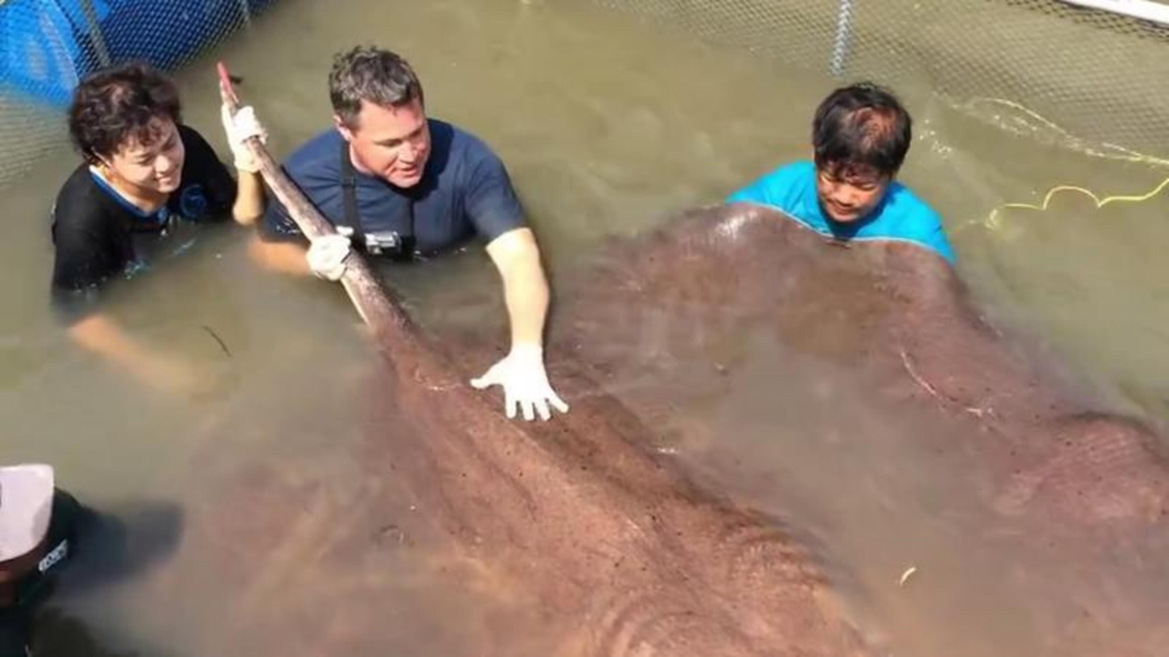 Reusachtige zwangere rog van 180 kilogram vrijgelaten in Cambodja