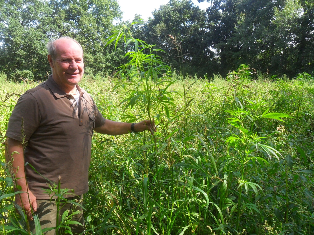 Metershoge cannabis op akkers langs drukke weg