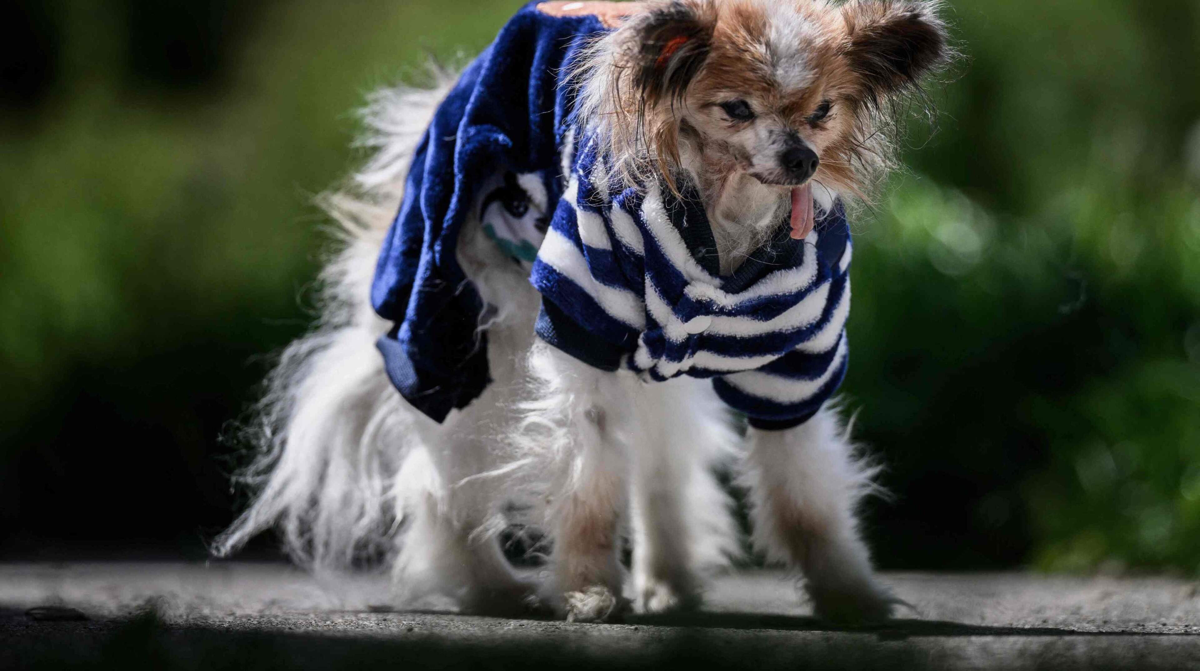 Vermoedelijk oudste hond Lazare (30) sterft vlak na adoptie: ’Onze kleine opa’