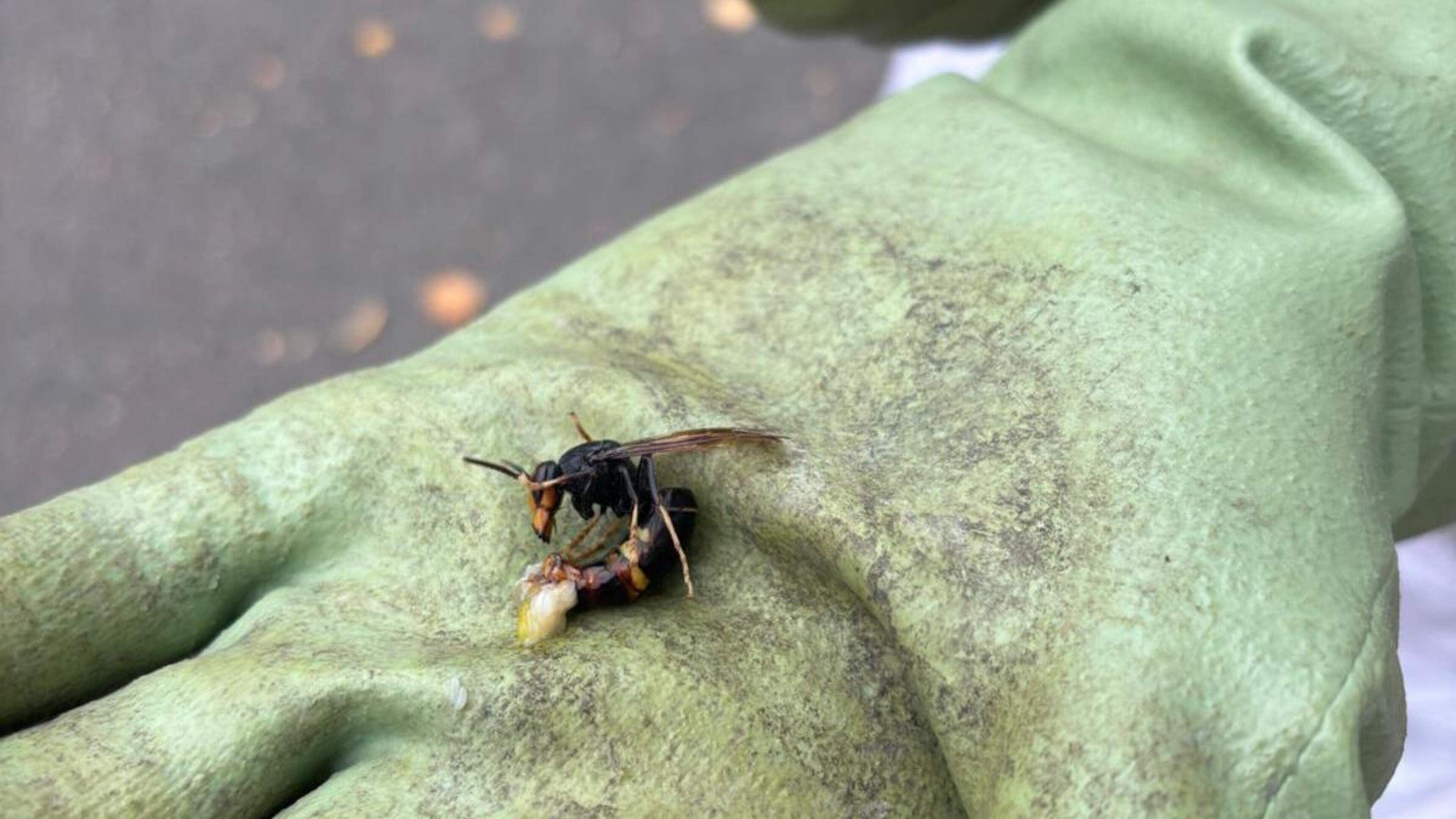 Tuinhier informeert over Aziatische hoornaar