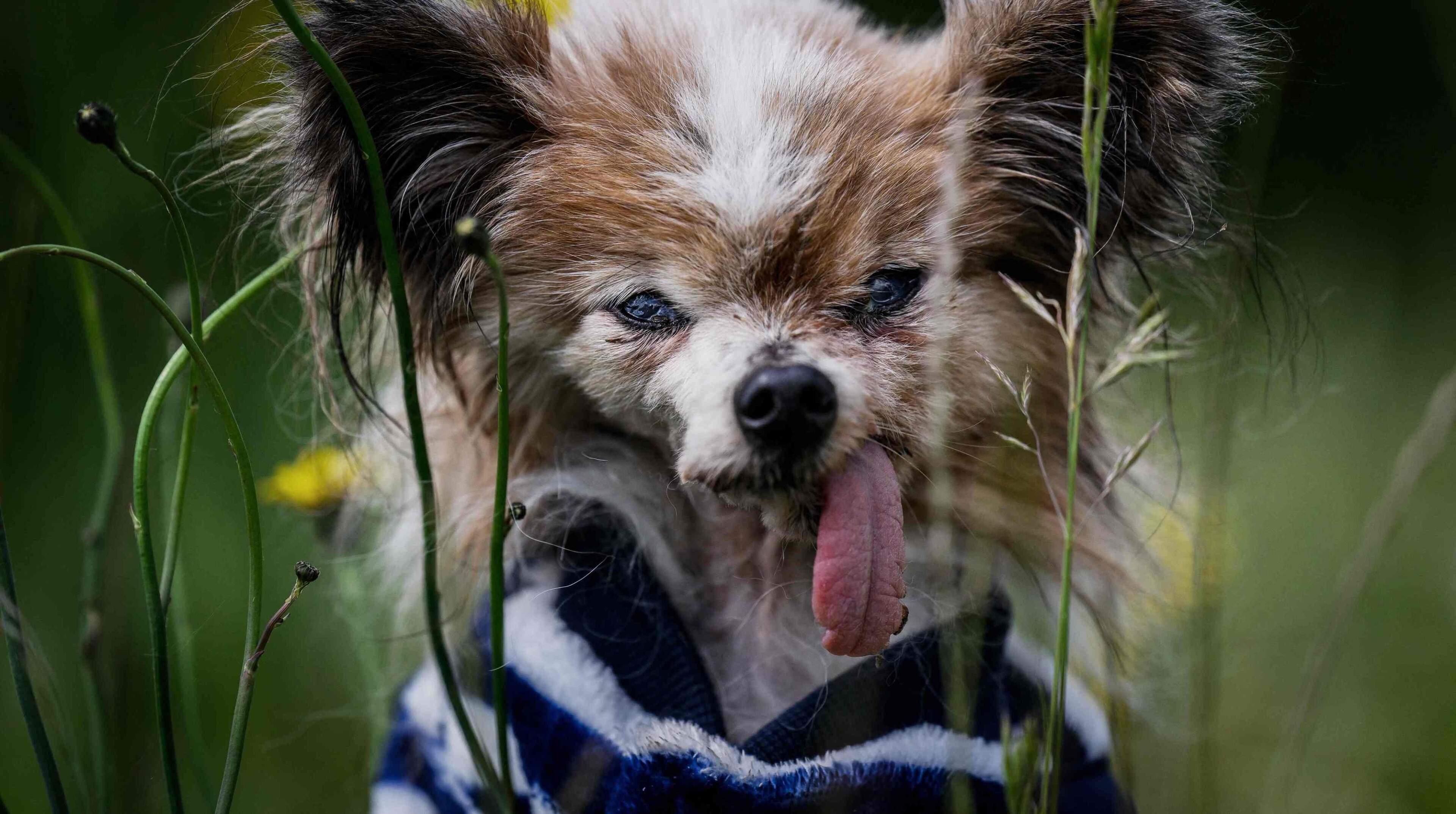 Franse dwergspaniël (31) mikt op titel van ’oudste levende hond’