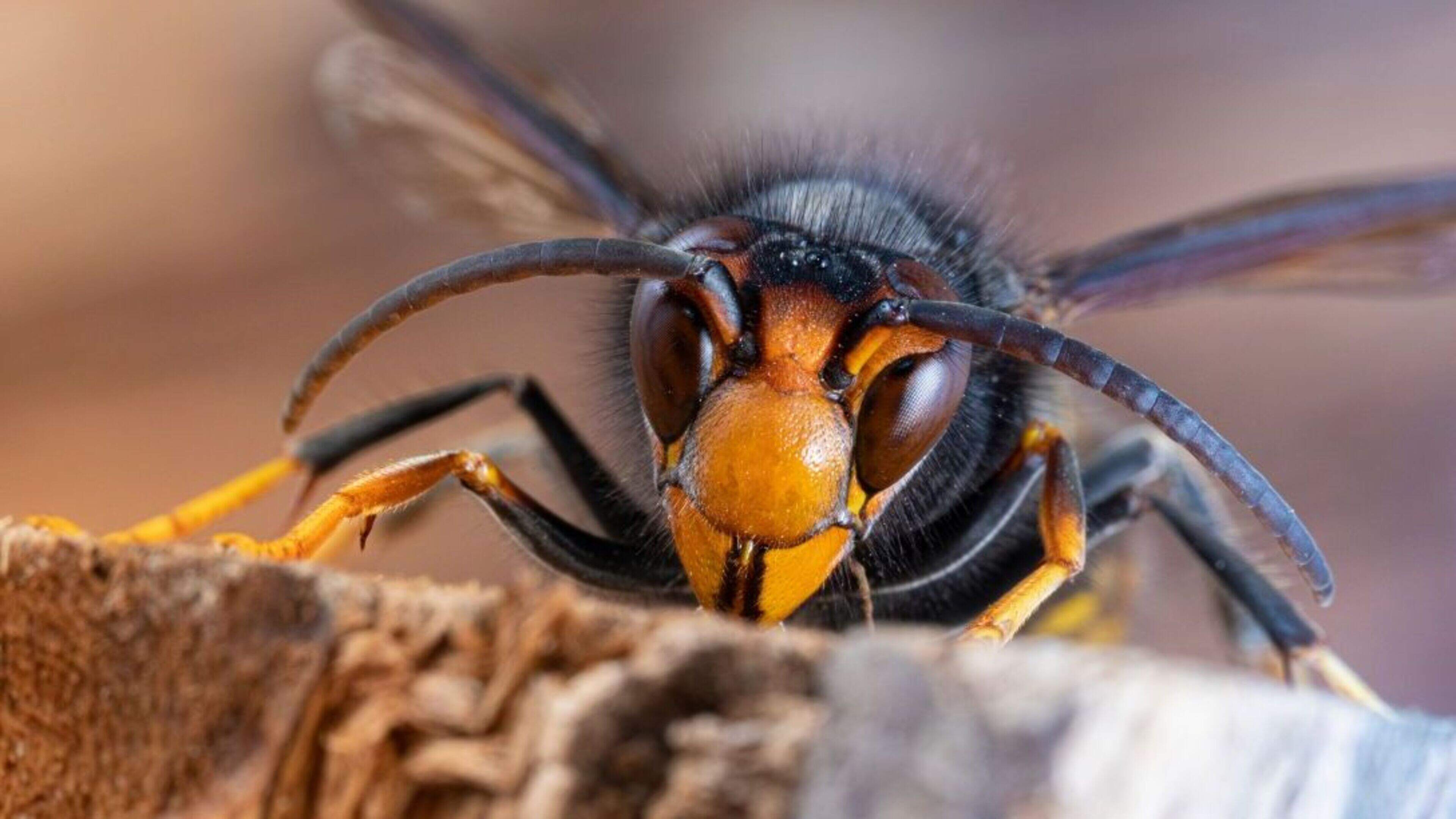 Wase Imkersbond organiseert infoavonden én proefproject rond Aziatische hoornaar