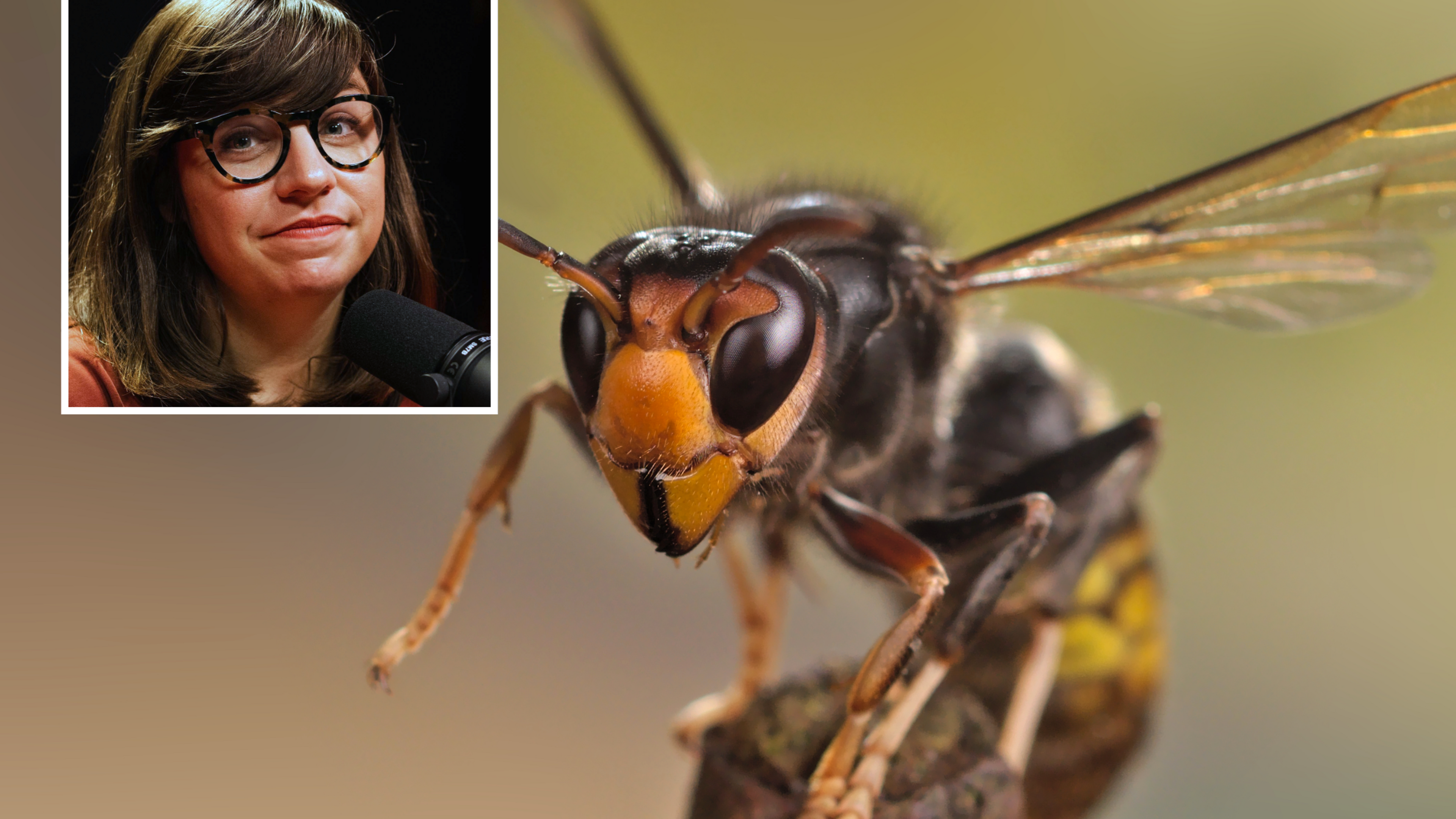 Waarom het nu hét moment is om Aziatische hoornaars te vangen, maar hoe pak je dat aan?