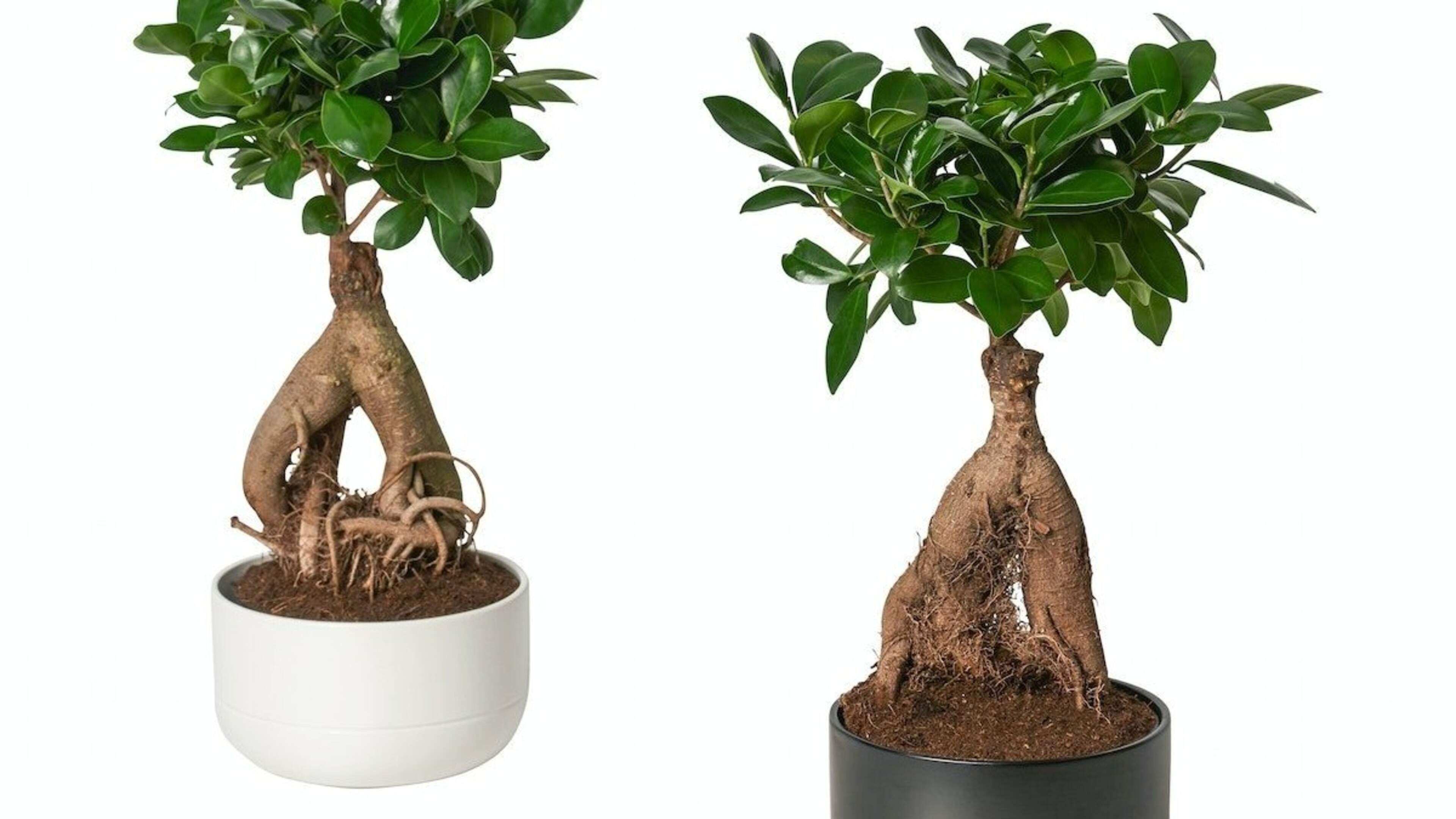 Ikea roept ficus-plant terug wegens mogelijke besmetting met  quarantaineorganisme | HBVL