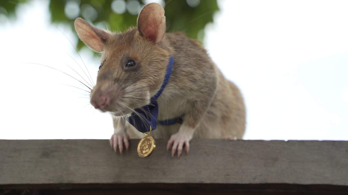 'Antwerpse' rat die uitgroeide tot nationale held in Cambodja krijgt ...
