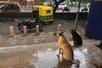 FILE - Commuters and stray dogs take shelter at a metro station from rain in New Delhi, India, Sept. 13, 2024. (AP Photo/Manish Swarup, File)