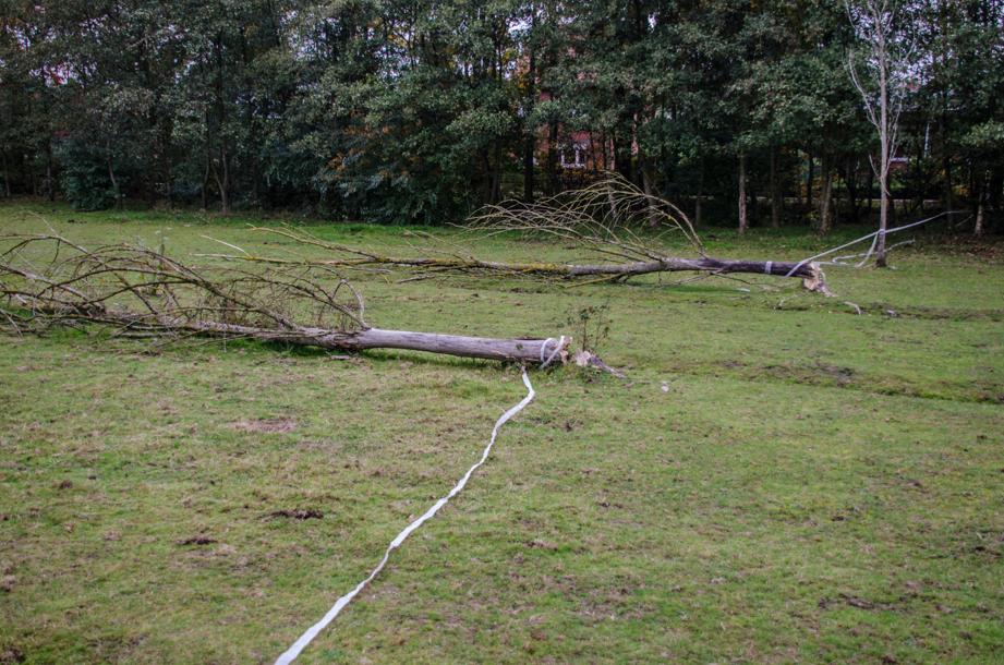 Paard gruwelijk afgemaakt in weide