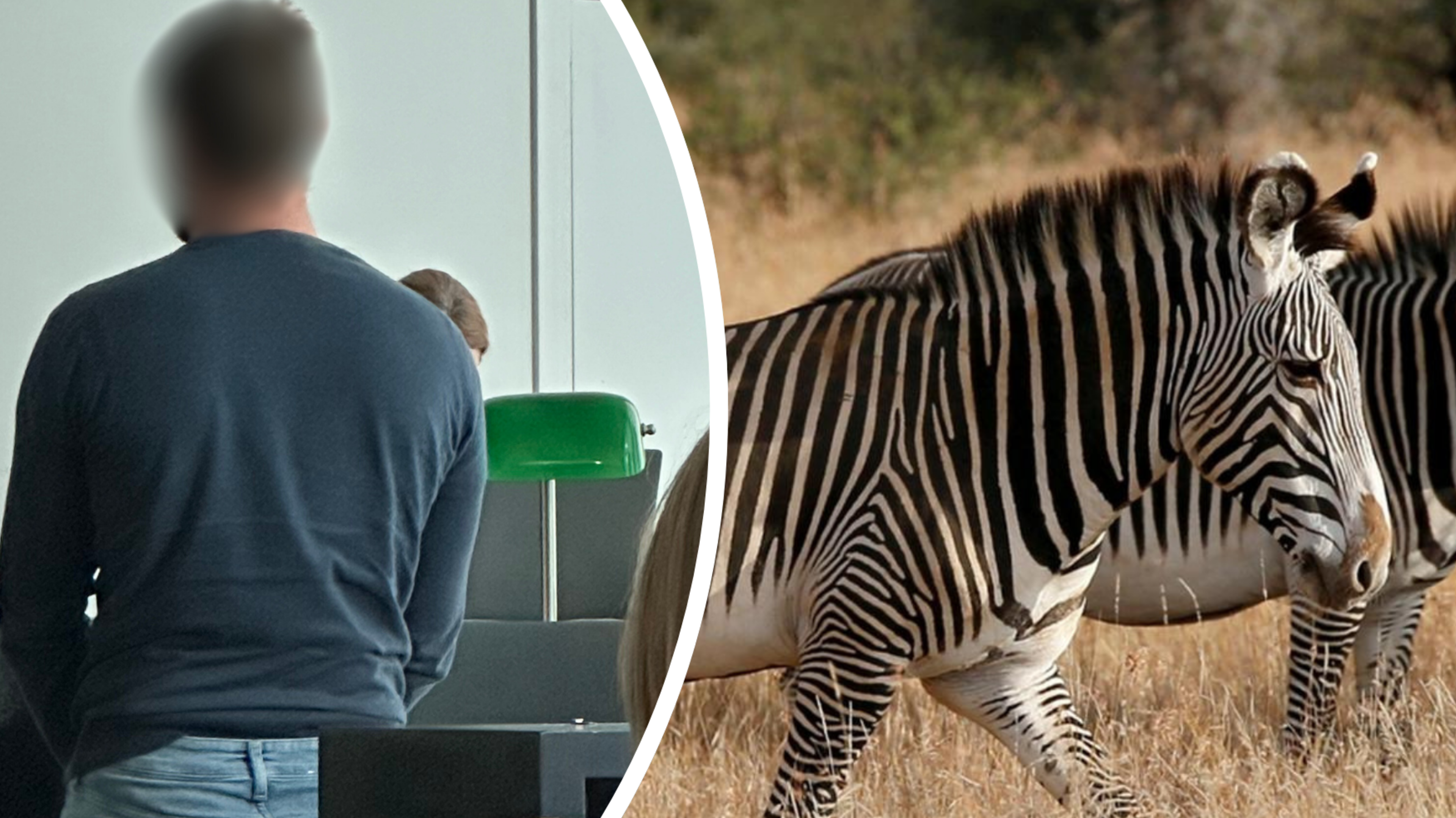 Paardenfokker voor rechter omdat hij dieren slecht verzorgt en zebra op weide houdt: “Je weet toch d