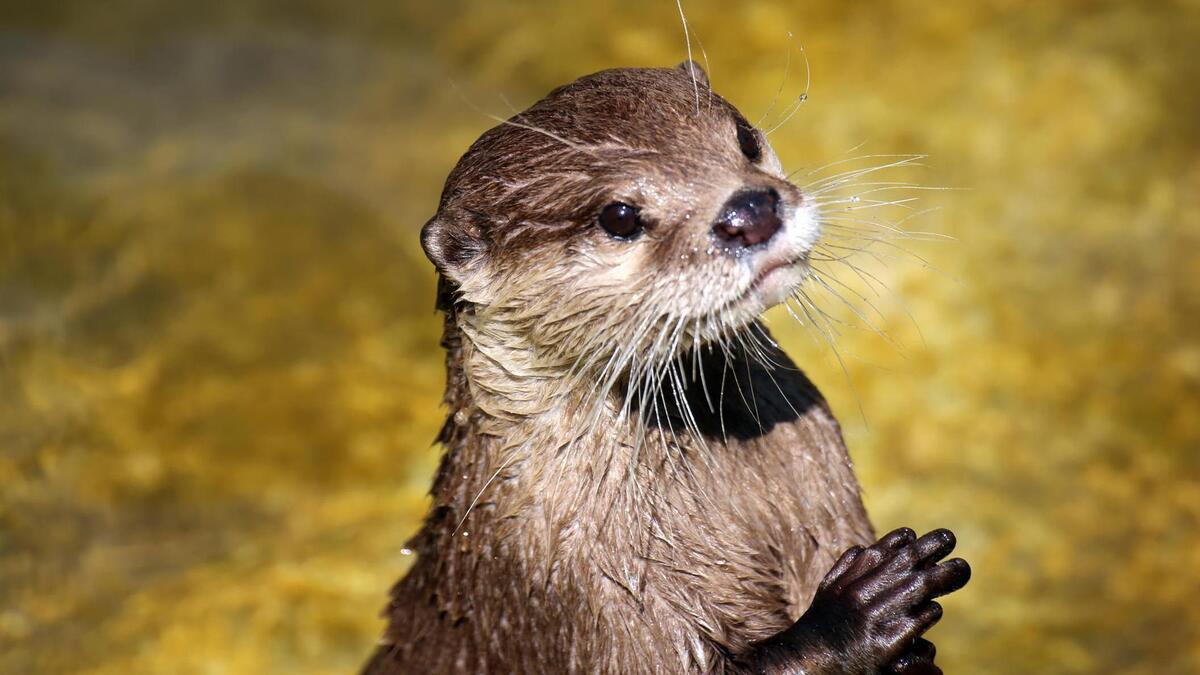 Daar is de otter weer: zeldzame diersoort lijkt zijn plek te hebben ...