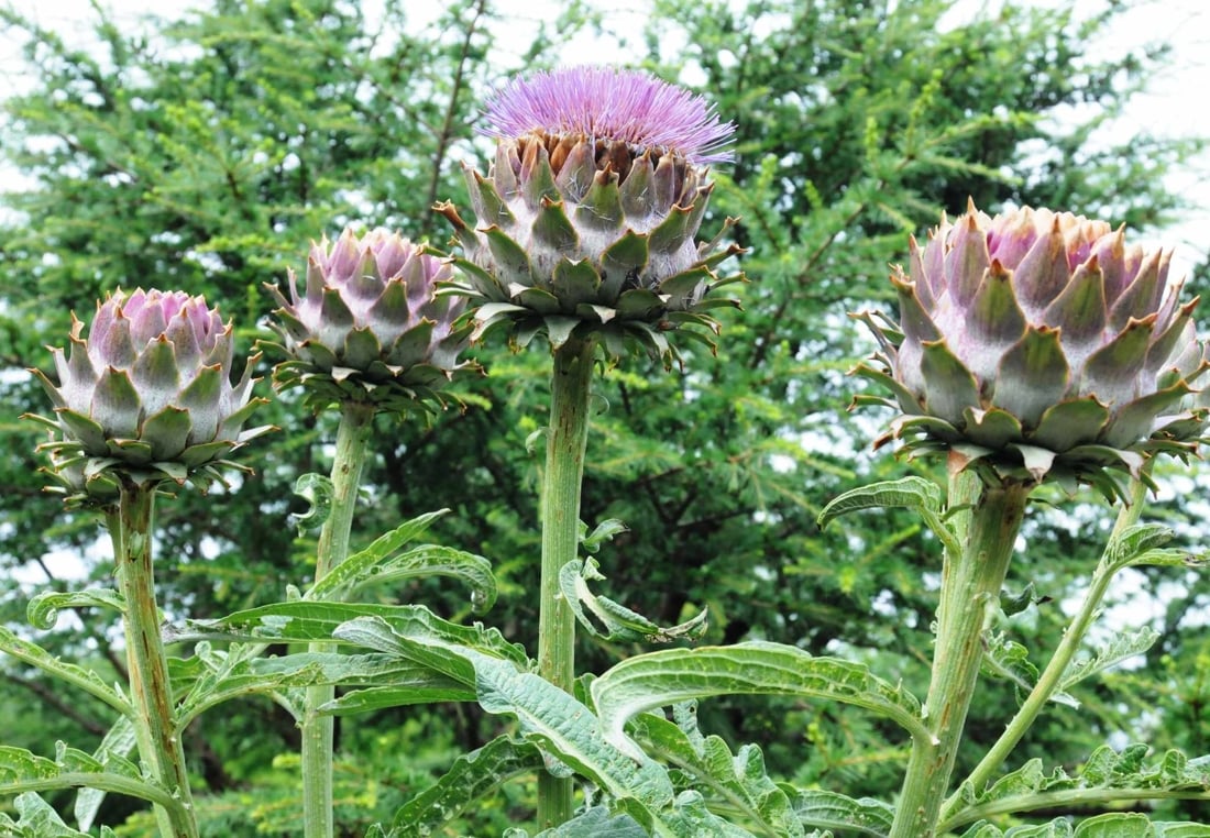 black oil sunflower plants Sunflower Tall Single Stem Black Oil 100 Non-GMO, Heirloom Seeds main image 0