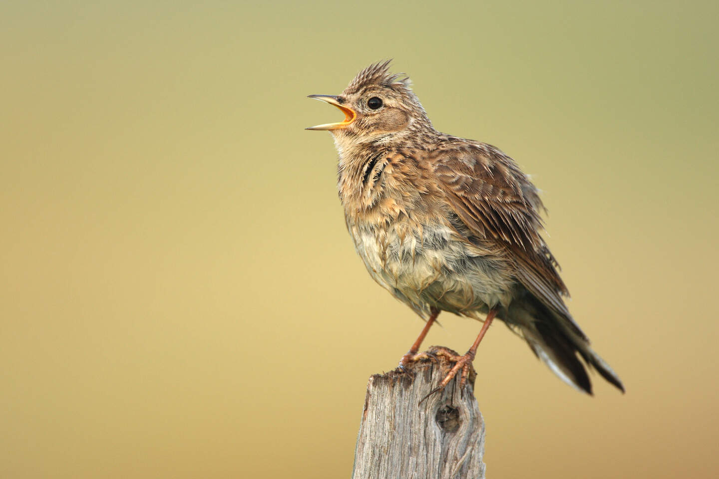 Glazen Vogeltjes te Koop | Antiek & Kunst