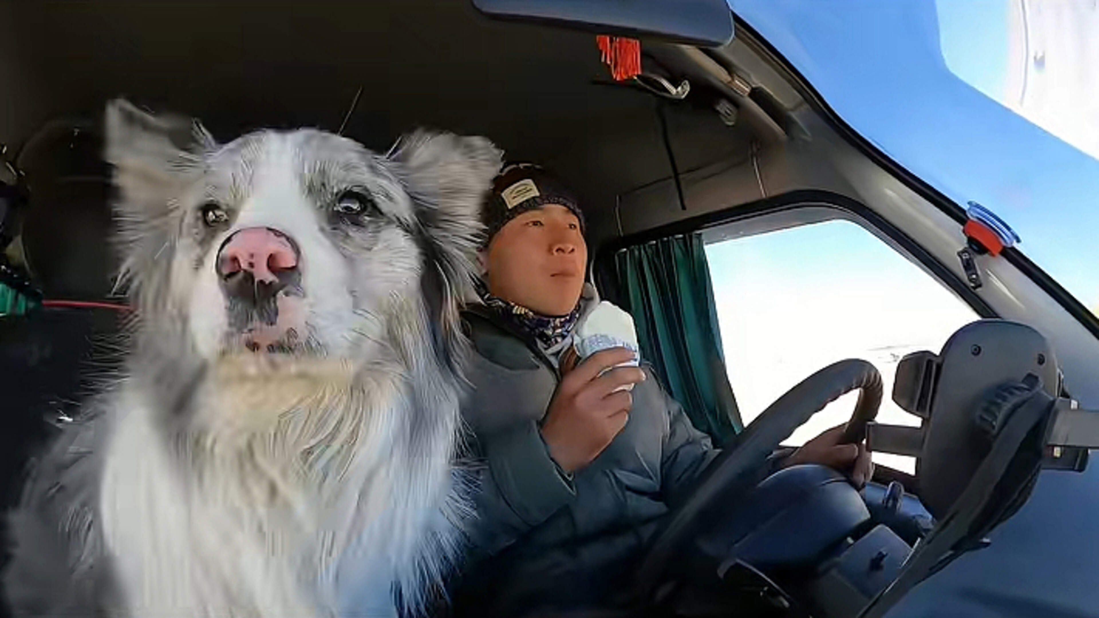 Chinese bordercollie met 1,5 miljoen volgers gestolen: "Verk