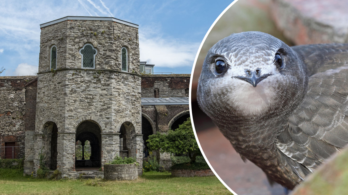 Oude Abbeyで発見された保護された鳥種の10個の巣：「来年戻ってくるかもしれません」