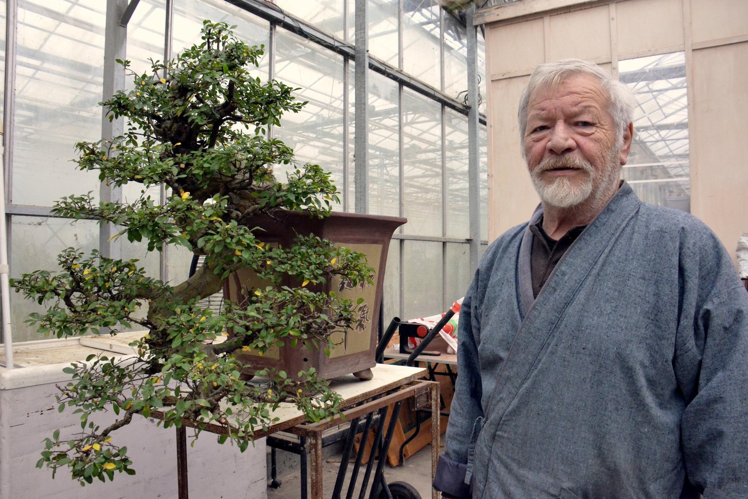 Pionier Marc (78) zoekt overnemer voor zijn befaamde kwekerij: Niet elke  boom kan een bonsai worden | Nieuwsblad