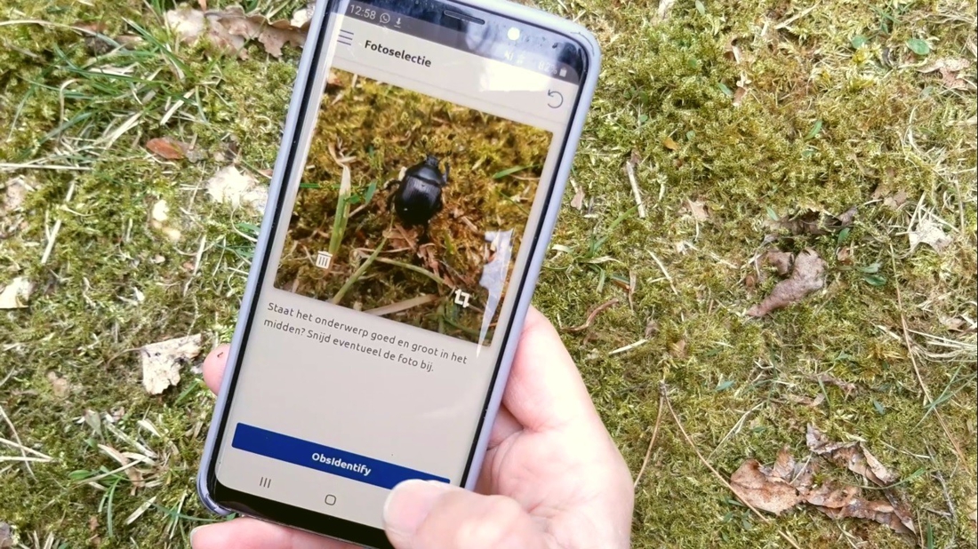 Op ontdekkingstocht in je eigen achtertuin: nieuwe app Natuurpunt herkent  bijna 15.000 planten en dieren | Nieuwsblad