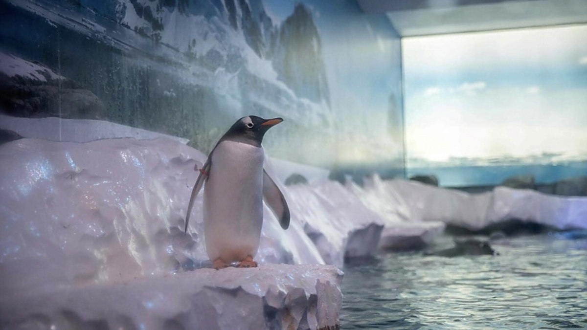 ロンドンの暗い水族館のペンギンに英国会議員ら激怒「非英国的」