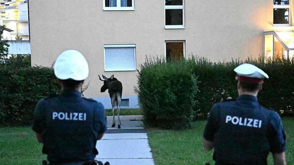 Eland Emilはオーストリアを通じてパートナーを歩き回りますが、彼はもう歓迎されていません