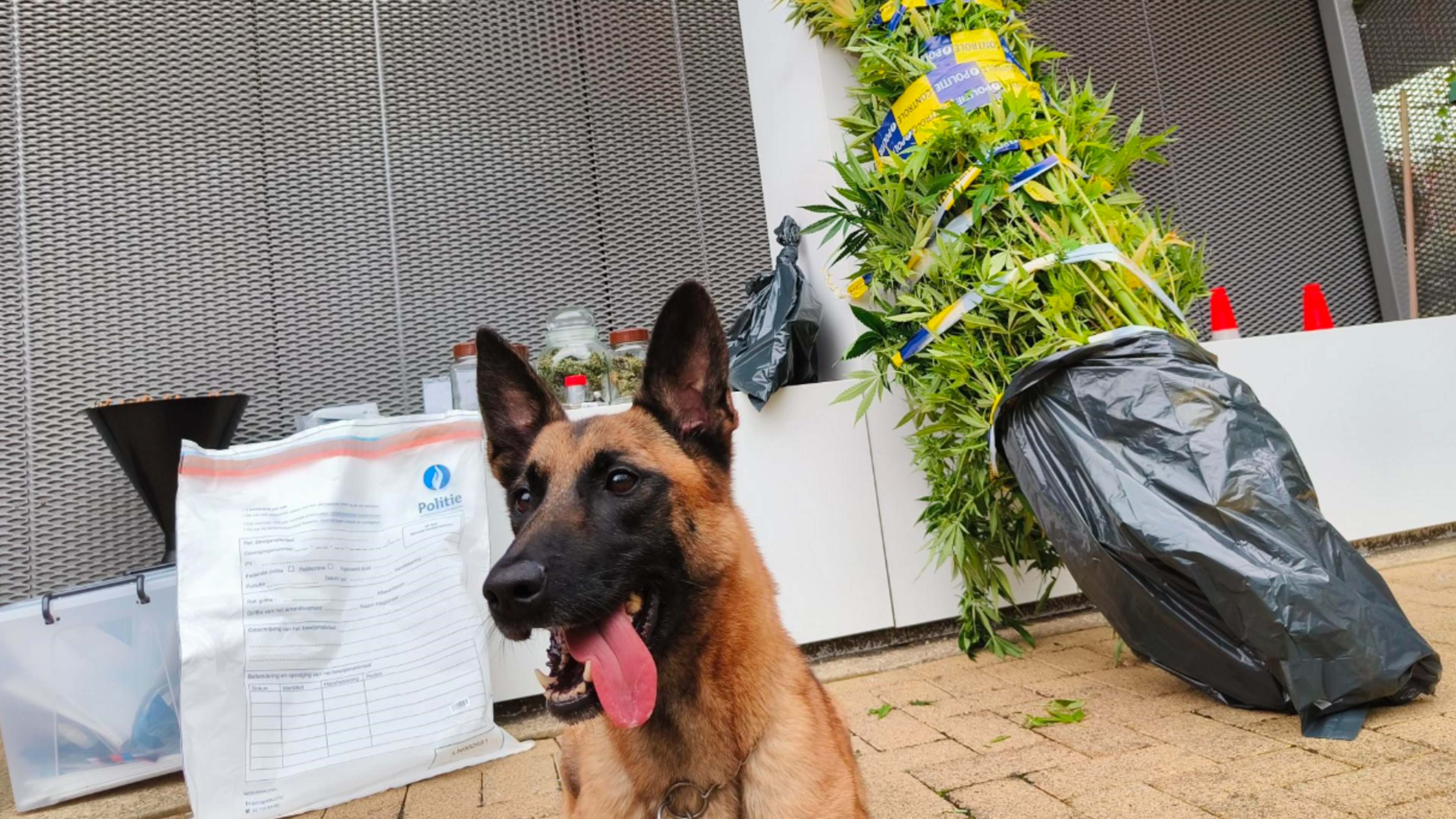 Drugshond zorgt voor ongemakkelijk moment wanneer hij tijdens demonstratie viceadmiraal viseert