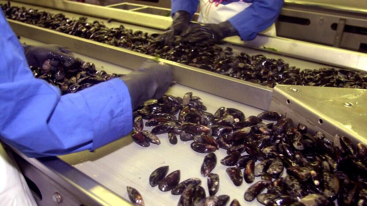 オランダのムール貝生産量は過去30年間で最低レベルに