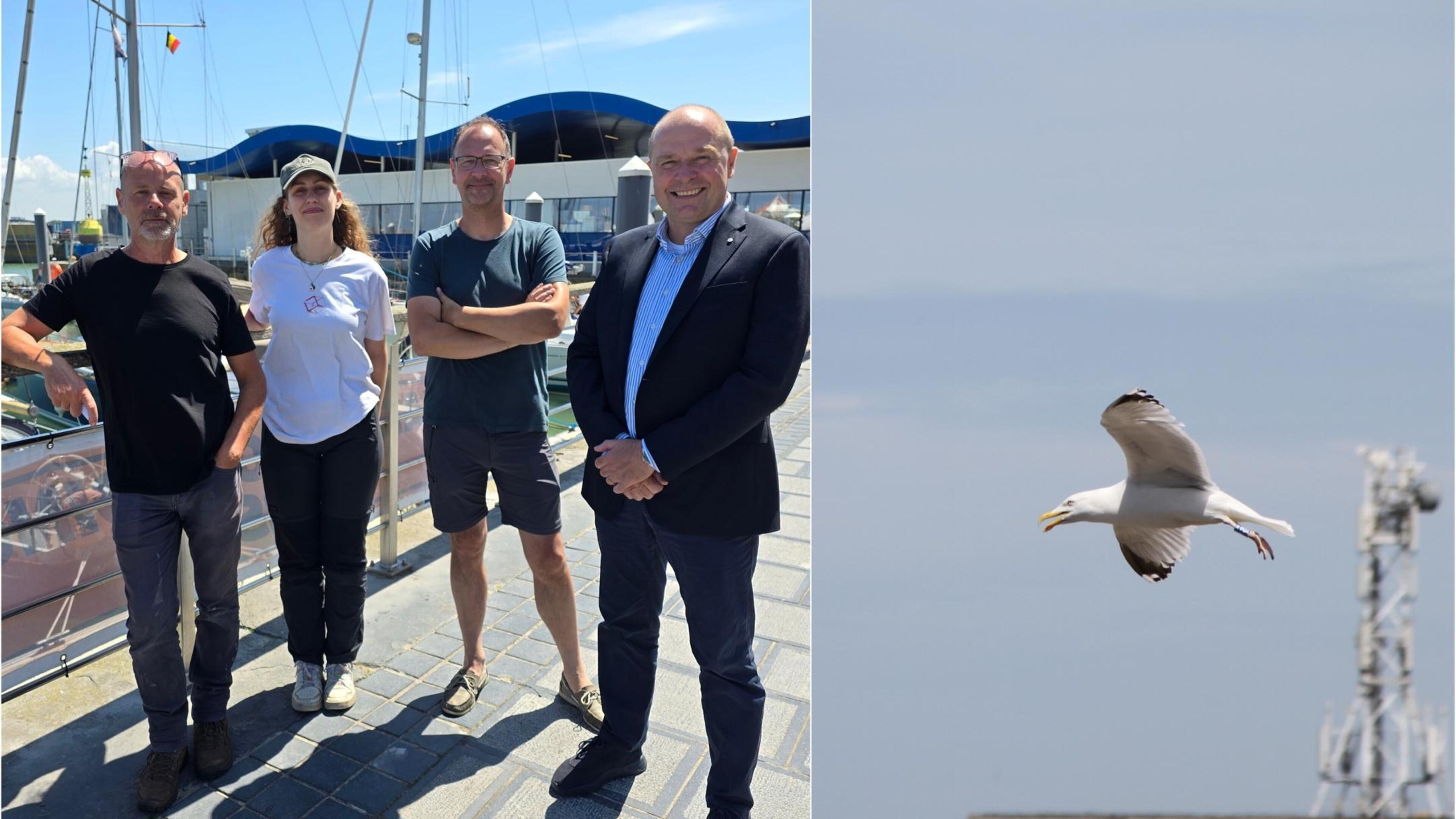 Stad roept op om verdwaalde of gekwetste meeuwenjongen naar Vogelopvangcentrum te brengen