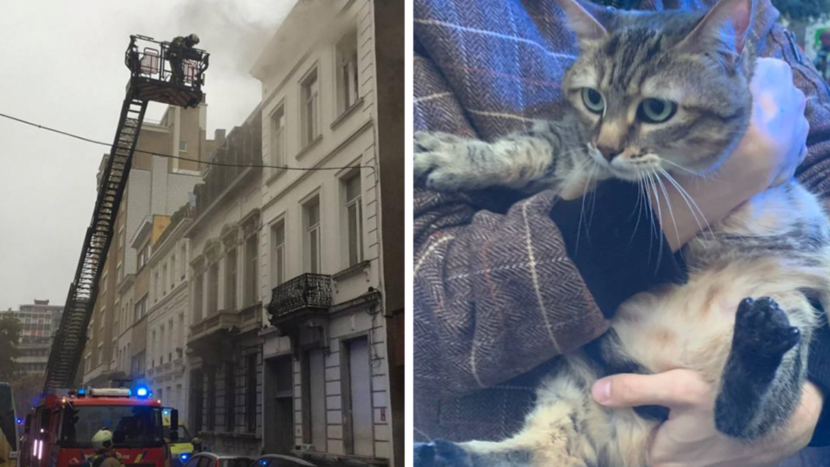 火災で家は住めなくなる、3階で猫が見つかり安全に保護される