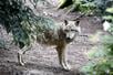 Archiefbeeld van een wolf.