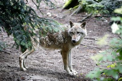 Archiefbeeld van een wolf.