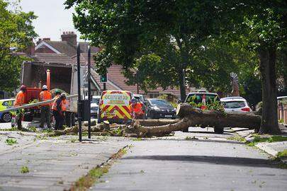 Omgevallen boom na storm Floris