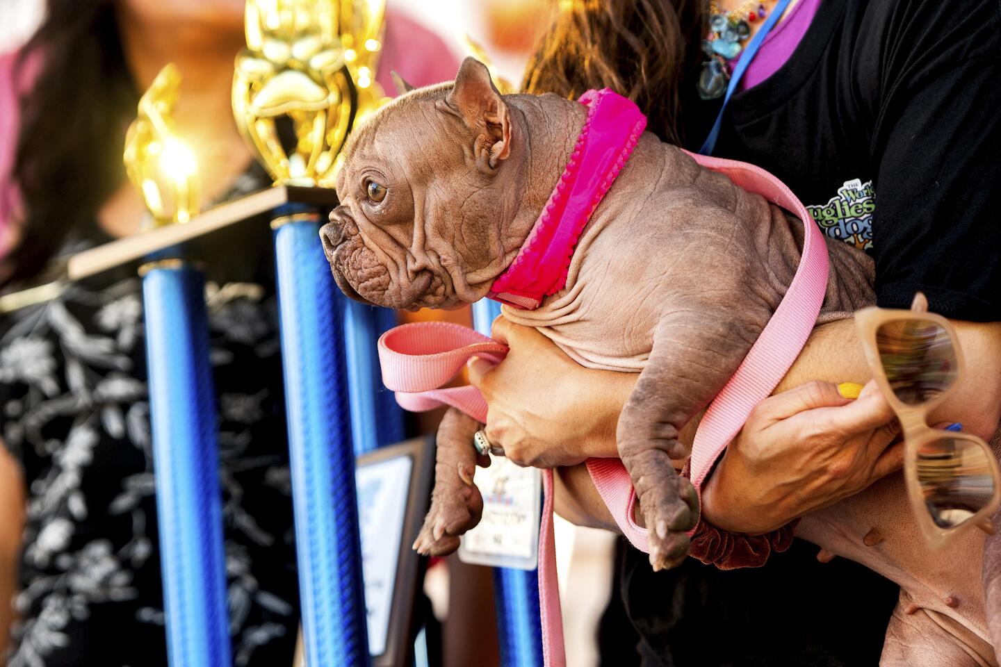 Dit is Petunia, de nieuwe 'lelijkste hond ter wereld' | Nieuwsblad