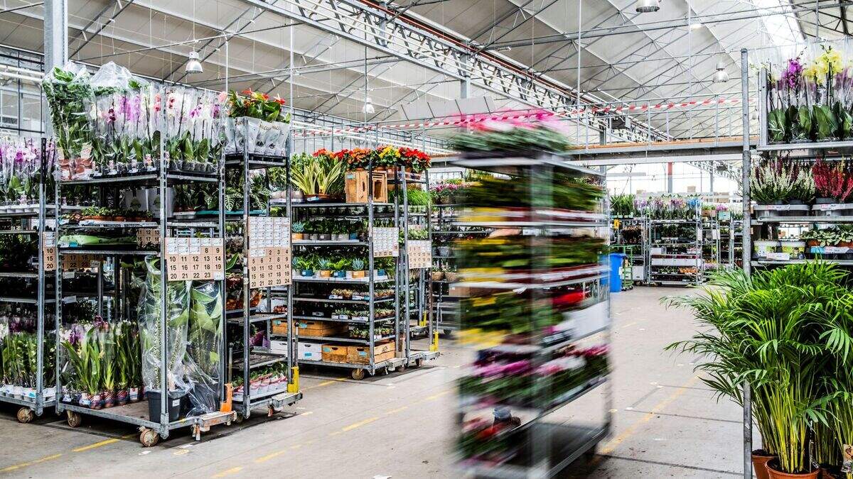 Tuinbouwbedrijf Floréac werkt nauwer samen met Deense Plantas Group ...
