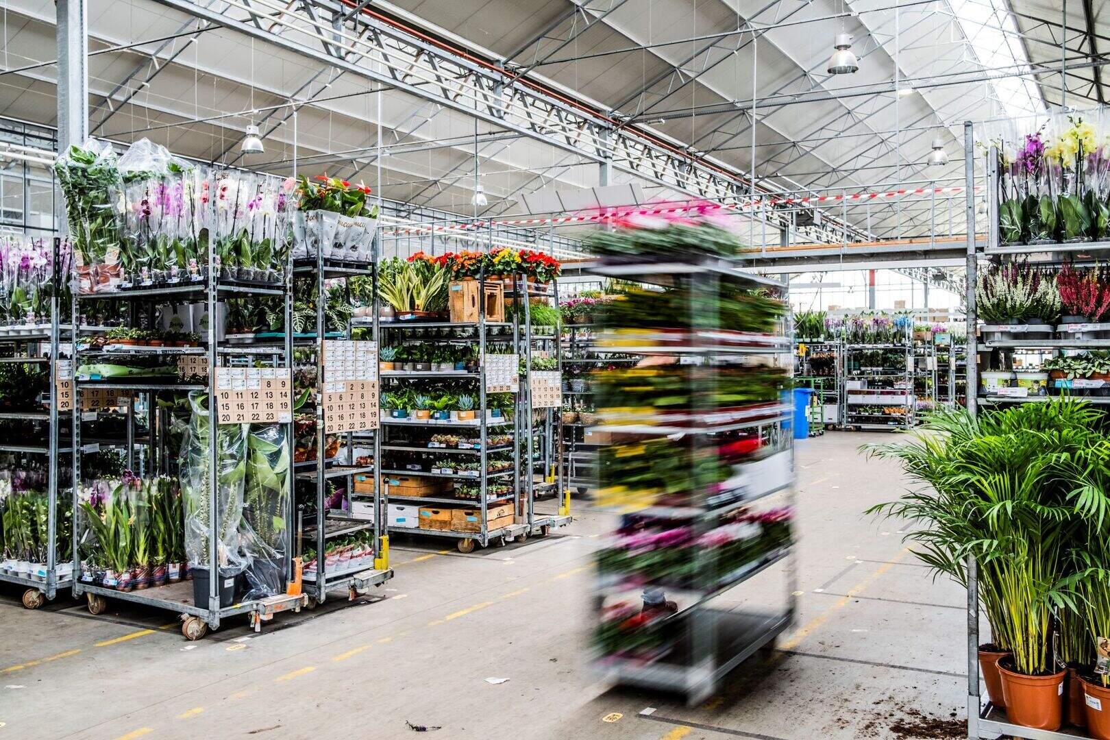 Tuinbouwbedrijf Floréac werkt nauwer samen met Deense Plantas Group ...