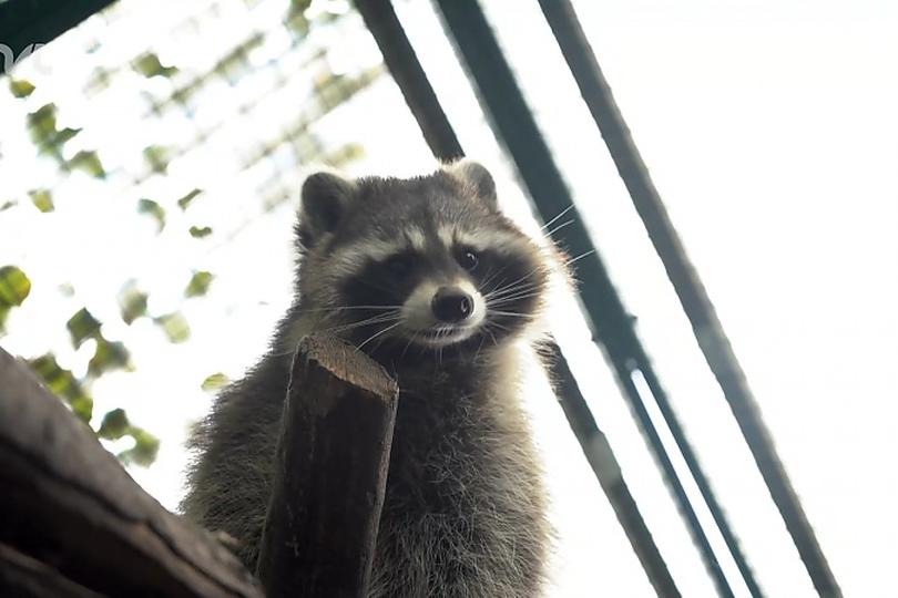 De wasbeer is een van de diersoorten die Vlaanderen probeert te bestrijden. Het beestje ziet er schattig uit, maar is het niet.
