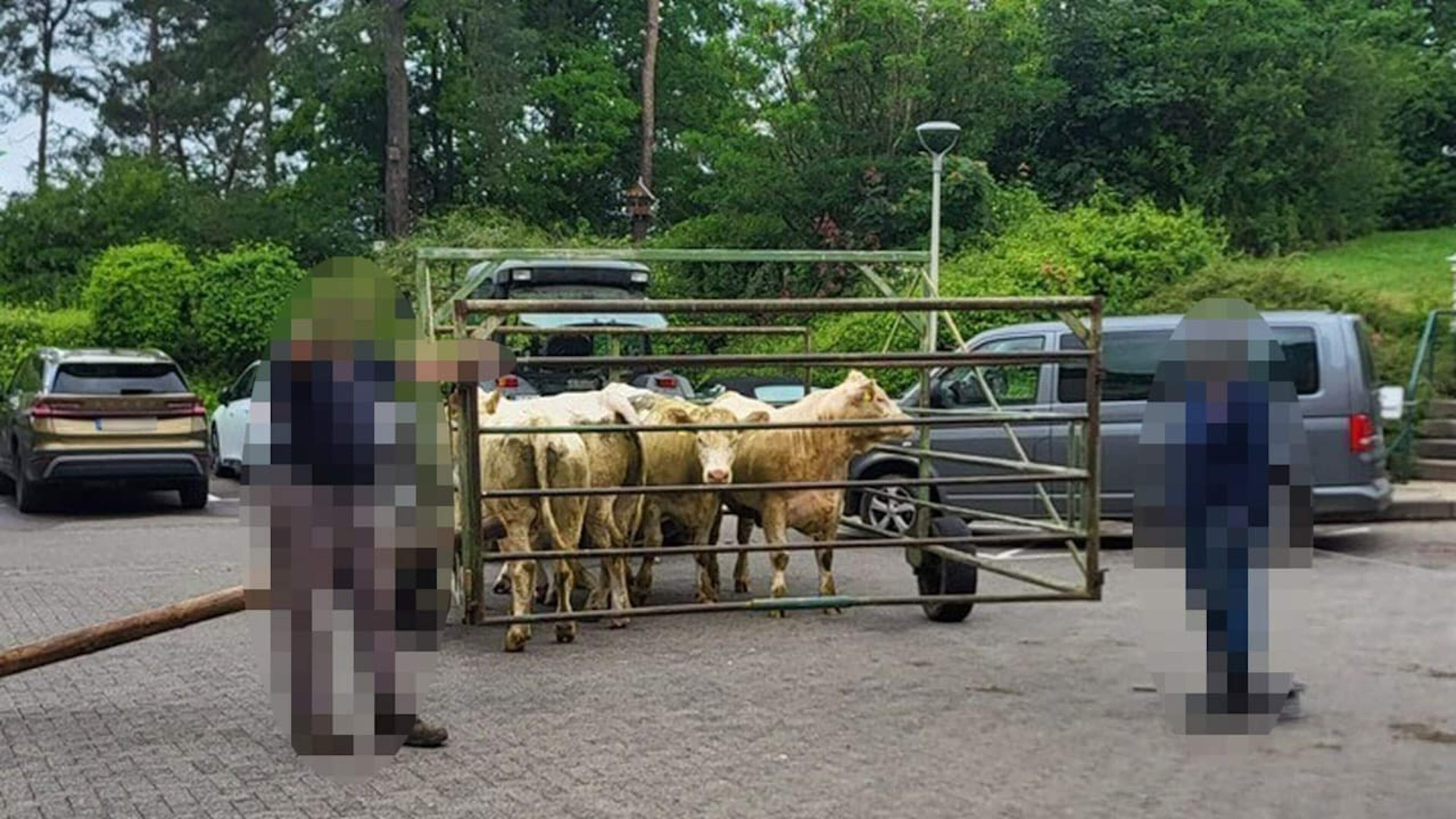 Duits ziekenhuis krijgt bijzonder bezoek: zes koeien melden zich plots aan op spoed