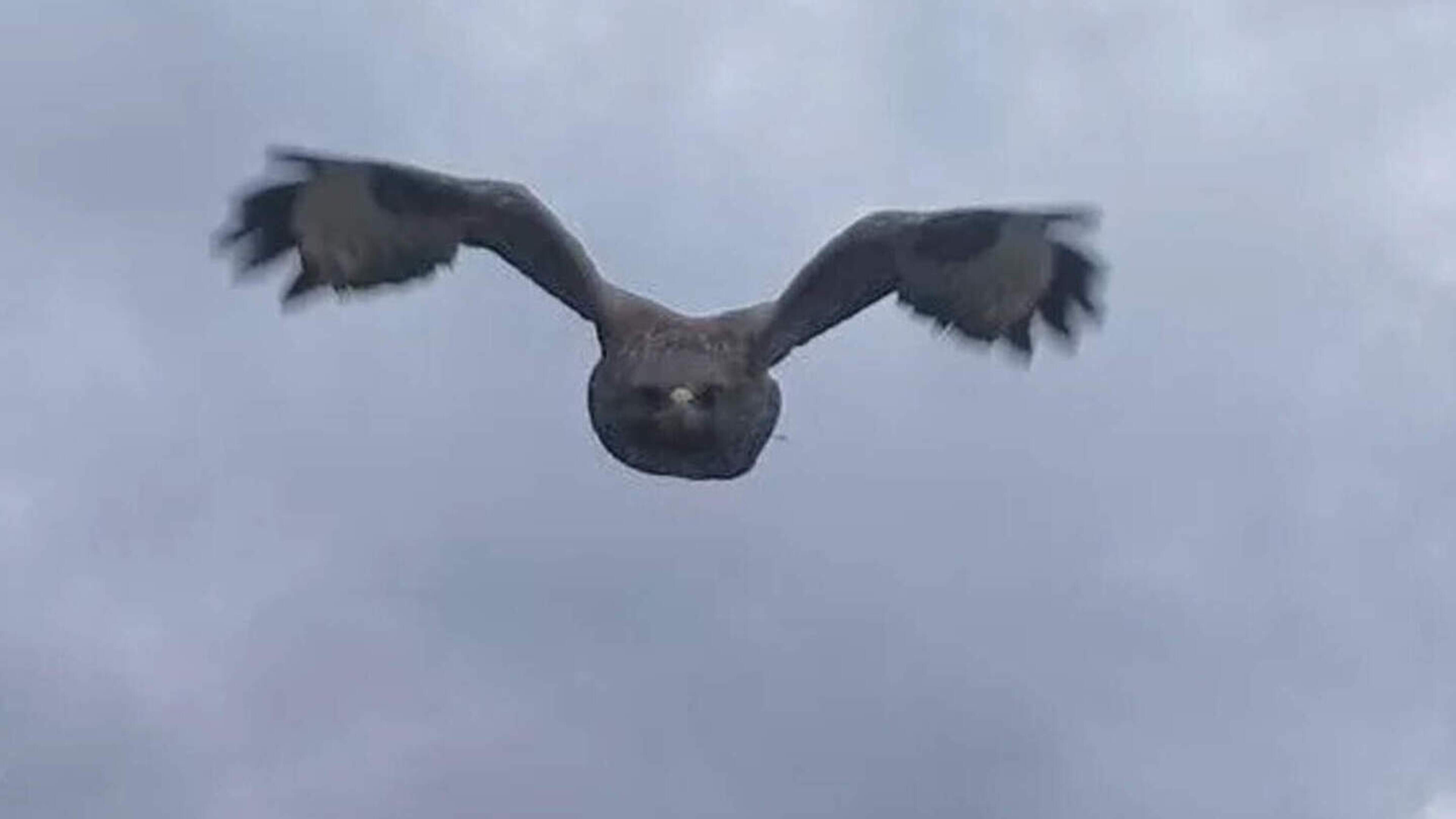 Loper gewond na aanval door broedende buizerd in Bierbeek: “Sommige vogels zijn assertief”